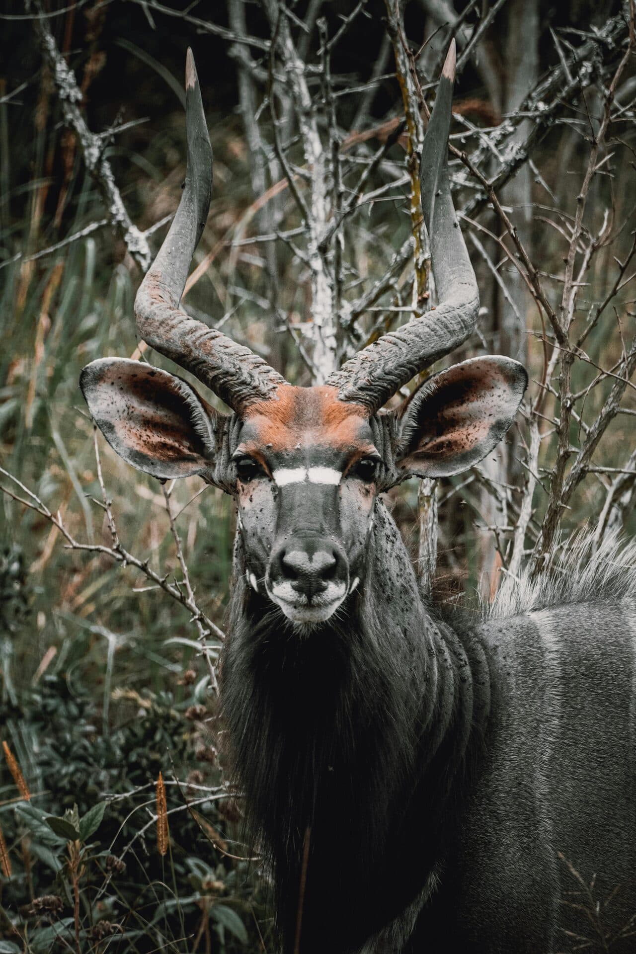 Nyala Bull